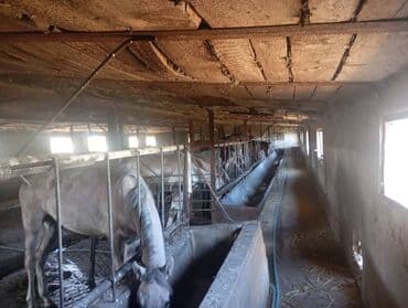 продажа щенков немецкой овчарки с документами в бишкеке: Продаются лошади — 2