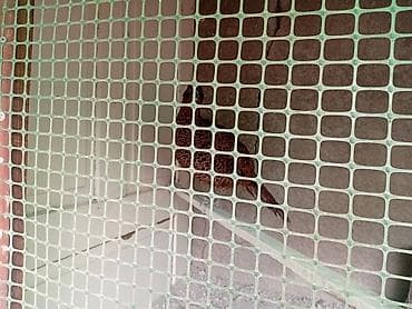 А/ч жаныбарлары үчүн тоюттар: Фазан румынский пара 4000 молодые прошлогодний — 5