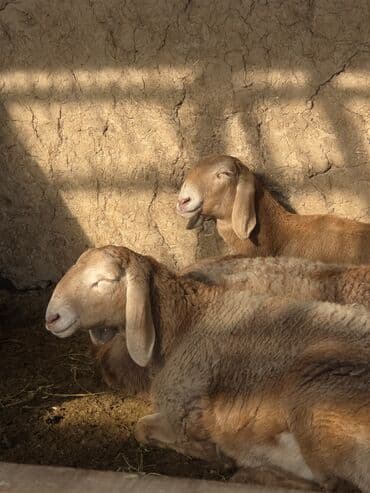 кролики карликовые: Продаю | Овца (самка), Ягненок | Арашан | Для разведения | Ярка — 1