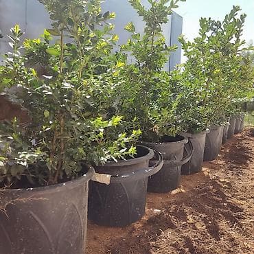 кантен: Декоративные саженцы в контейнерах для озеленения участка и живых — 2