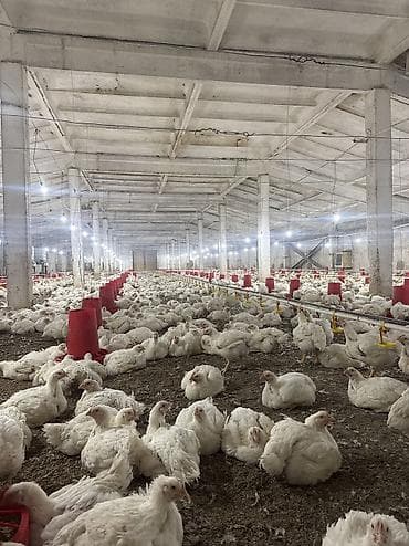 Продаю | Куры | Бройлерная | На забой at lalafo.kg Продаю | Куры | Бройлерная | На забой