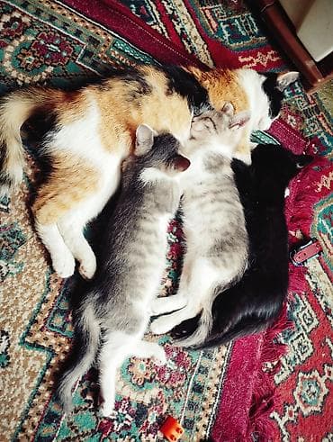 кошка сокулук: Котята от домашней кошки - Помёт из трёх котят разной масти — 1