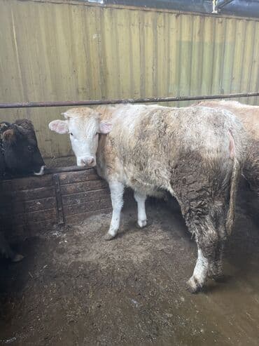 искусственное осеменение овец цена: Продаю | Тёлка | Ангус, Герефорд, Голштин — 4