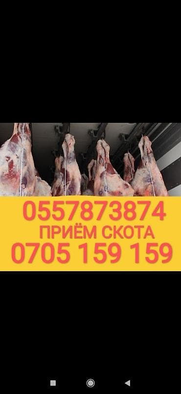 Куплю | Коровы, быки, Лошади, кони, Другие с/х животные | Круглосуточно, Любое состояние, Забитый at lalafo.kg Куплю | Коровы, быки, Лошади, кони, Другие с/х животные | Круглосуточно, Любое состояние, Забитый
