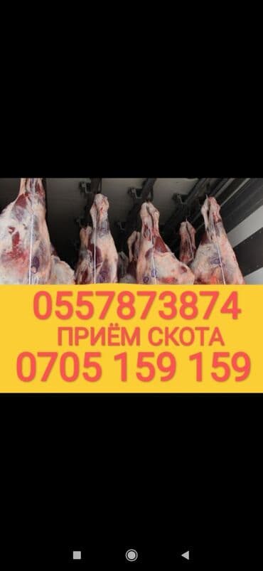 продажа домашних животных: Куплю | Коровы, быки, Лошади, кони, Другие с/х животные | Круглосуточно, Любое состояние, Забитый — 1