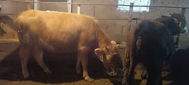 черепаха животное: Продаю | Корова (самка) | На забой — 5