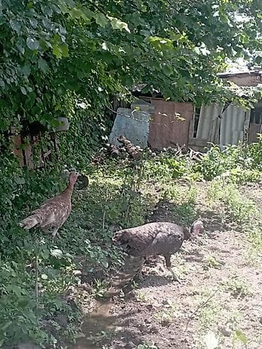 продаю фазан: Продаю | Индюшата | Полукровка | Для разведения | Племенные — 2