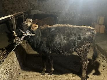 бычок оптом: Продаю | Бык (самец) | На откорм | Привязанные — 4