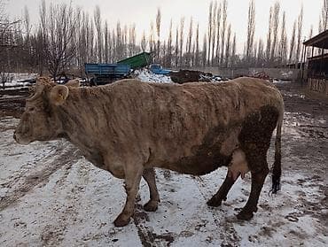 Продаю | Корова (самка) | Алатауская | Для молока at lalafo.kg Продаю | Корова (самка) | Алатауская | Для молока