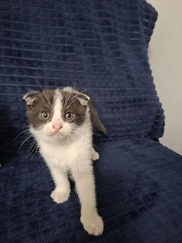 кошеи: Котята с короткими ушами (складчатого типа), помет из нескольких — 4