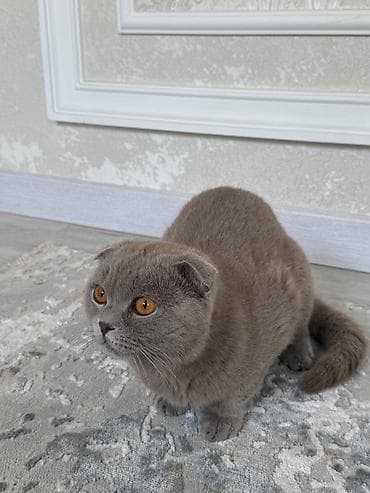 Продажа кошек: 🐾 Продаётся кот породы Scottish Fold 🐾 Красивый и породистый кот — 3
