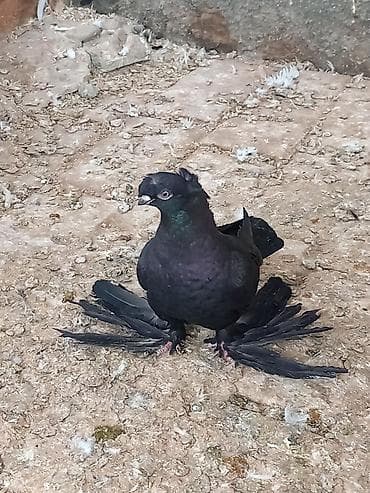 белый голубь: Продаю голубей игровых голубка жучка двухяубая голубь носочюбый соч — 1