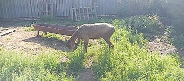 кой ашто: Продаю | Овца (самка) | Для разведения | Матка — 3