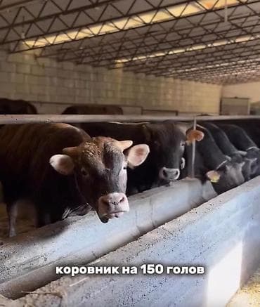 бассен: Ферма КРС, 240 соток, Действующий, Электричество — 4