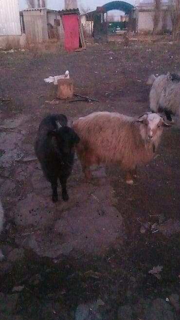 Продаю | Коза (самка) | Для разведения