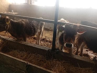 высокодойная карова: Продаю | Тёлка | На откорм — 5