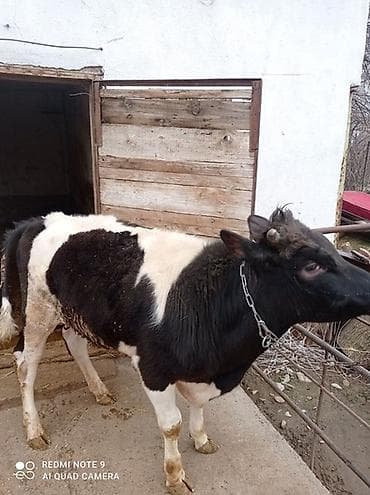 Услуги ветеринара: Продаю | Бык (самец) — 3