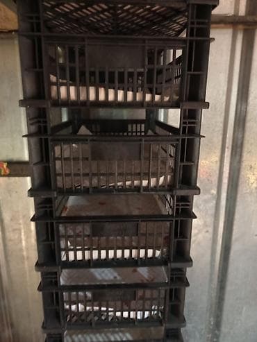 Пластиковый Ящик