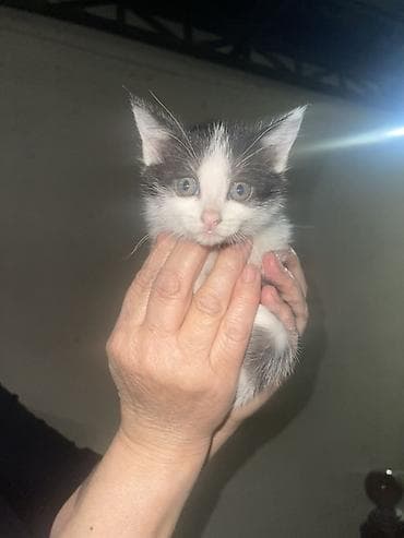 шотландская кошка: Котёнок, черно-белый, короткошёрстный. Особенности: - Окрас: белая — 1
