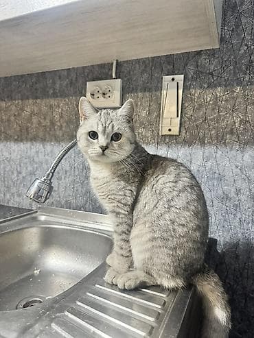 Британская короткошёрстная, 10 месяцев, Мальчик, Серебристая шиншилла, Приучена к лотку