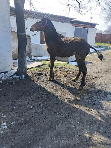 Коровы, быки: Данчак еркек былтыркы Тай сатылат рост халке 145 малдыка жакшы жылкы — 4