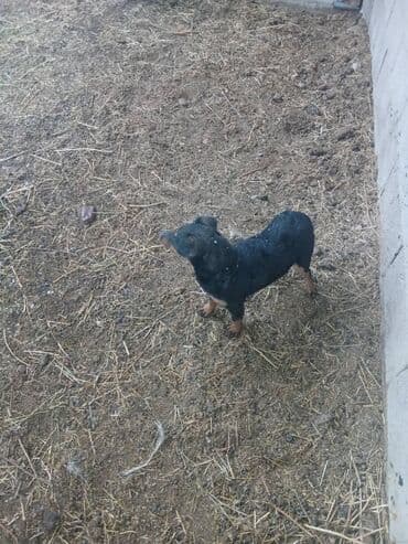 сколько стоит щенок лабрадора: Пародасы ягтерьер — 4