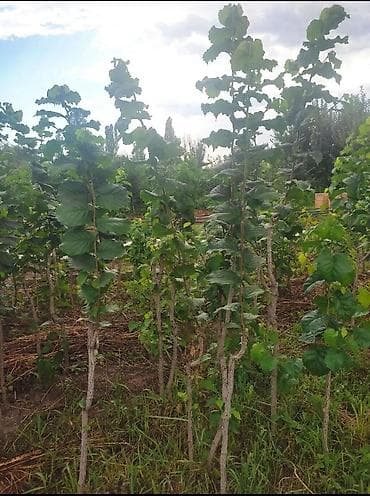 карбамид кант: Саженцы фундука сортового. Описание: - Крупноплодный фундук с — 4