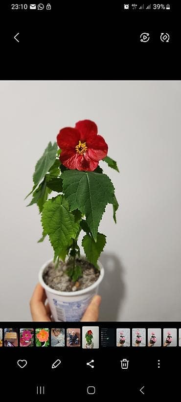 бегонии: Абутилон (комнатный клён) — саженцы в стаканчиках. Сорт с крупными — 5