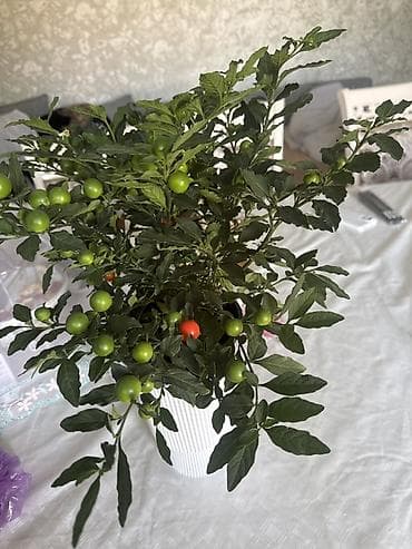 сладкий перец: Домашнее декоративное растение – комнатный перец/паслён с яркими — 3