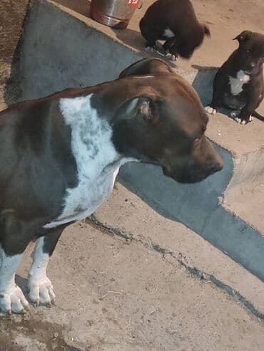 питбуль питбуль: Питбуль, 2 месяца, Самка — 5