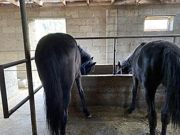кони: Продаю | Кобыла (самка), Жеребец | На забой, Для разведения — 3