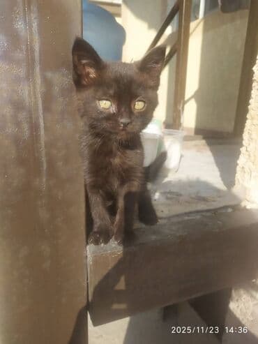 домик для котенка: Кошка даром: Беспородная, 2 месяца, Мальчик, Приучена к лотку — 13