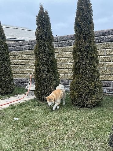 собаки лайка: Аки́та-ину, сука рыже-белый окрас. Плотная плюшева шерсть, мощный — 1