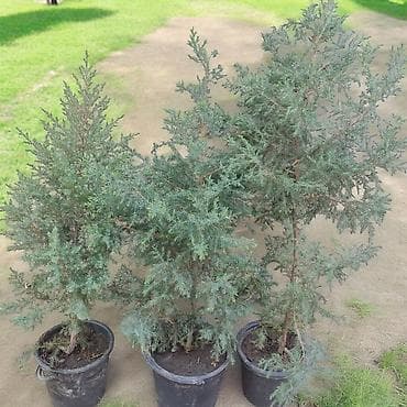 кантенеры: Можжевельник Виргинский в контейнерах - Декоративное компактное — 1