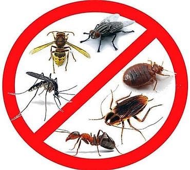 jack 6 3: Дезинфекция, дезинсекция, | Клопы, Блохи, Тараканы, | Транспорт, Офисы, Квартиры — 1