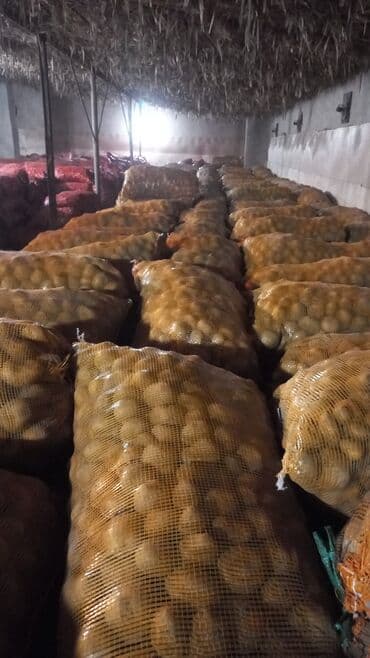 срочно продаю в связи с переездом: Картошка Пикассо — 7