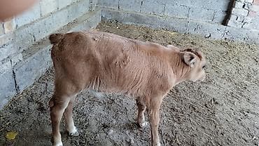 корги собака купить: Продаю | Корова (самка) | Для молока | После отела — 1