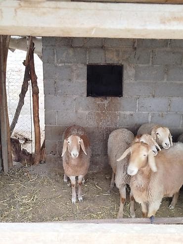 кой козусу: Продаю | Овца (самка) | Арашан | Для разведения | Матка — 6