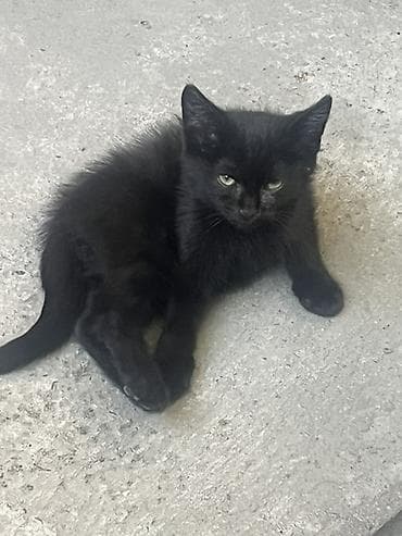 🐾 Отдам котят в добрые и заботливые руки! 🏡❤️ Очаровательные котята — 3