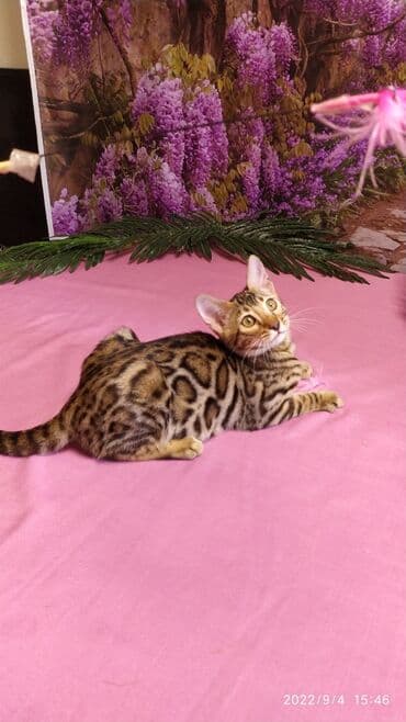 новорожденные котята: Красивейшие Бенгальские котята 3мес девочки и мальчики. Проф питомник — 1