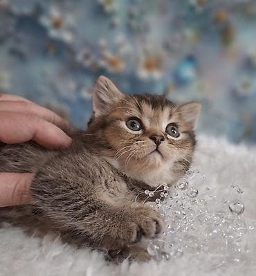 американская жесткошёрстная кошка: Скотиш Страйт (Шотландская прямоухая), 2 месяца, Мальчик, Приучена к лотку, Проглистована — 4