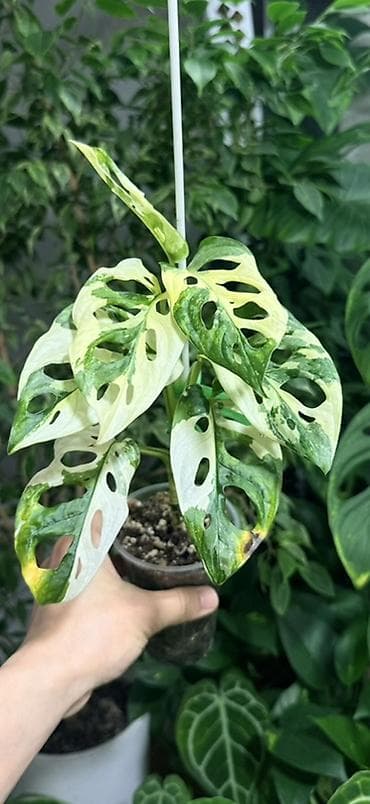 хлорофил: Монстера Адансона Альба 700, 1200, 1500с — 3