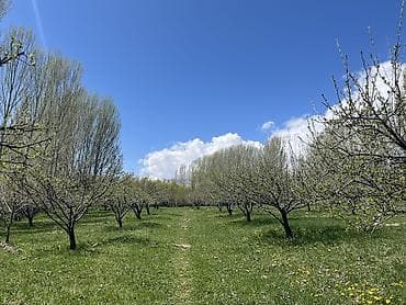 продаю недвижимость: Продаётся дом 4х комн с большим яблоневым садом 1гектар. Сад окружён — 8