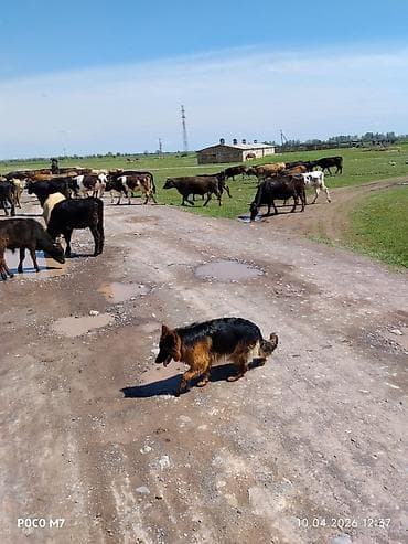 бетон жумуштары: Услуги пастушьей собаки для выпаса стада - Порода: немецкая овчарка — 2