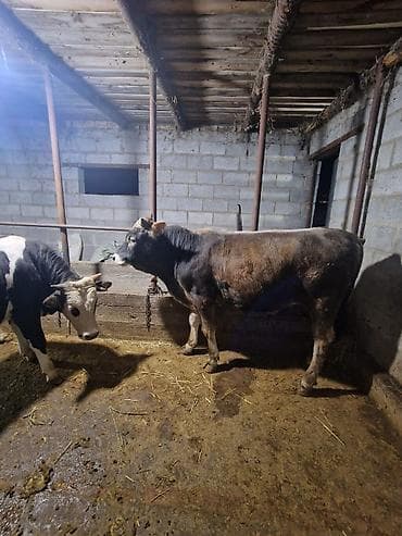 сколько стоит бык 2025: Продаю | Бык (самец) | На откорм | Привязанные — 3