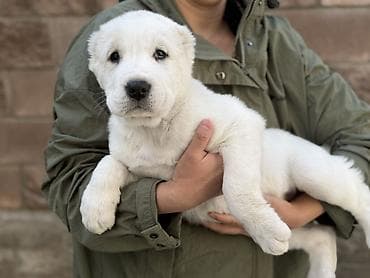 собаки тайган: Щенки алабая!! - Окрас: белый - Возраст: 2 месяца - Крупные — 4