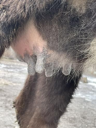 племенные коровы молочные купить: Продаю | Корова (самка) | Голштин | Для разведения, Для молока — 8