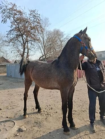 какие собаки продаются: Продаю | Кобыла (самка) — 6