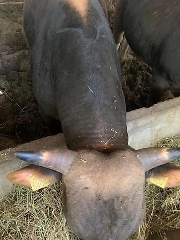 уй музо: Продаю | Бык (самец) | На откорм — 4