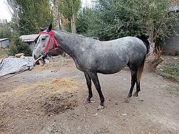 университет вакансии бишкек: Малчы керек Уй Караганга семейный.Баардык шарты бар — 1